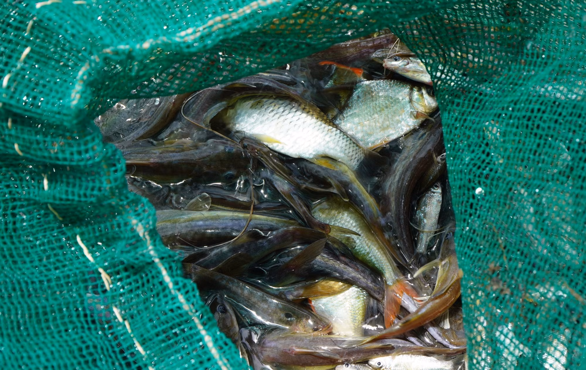 Người dân dỡ chà, bắt được nhiều loại cá.