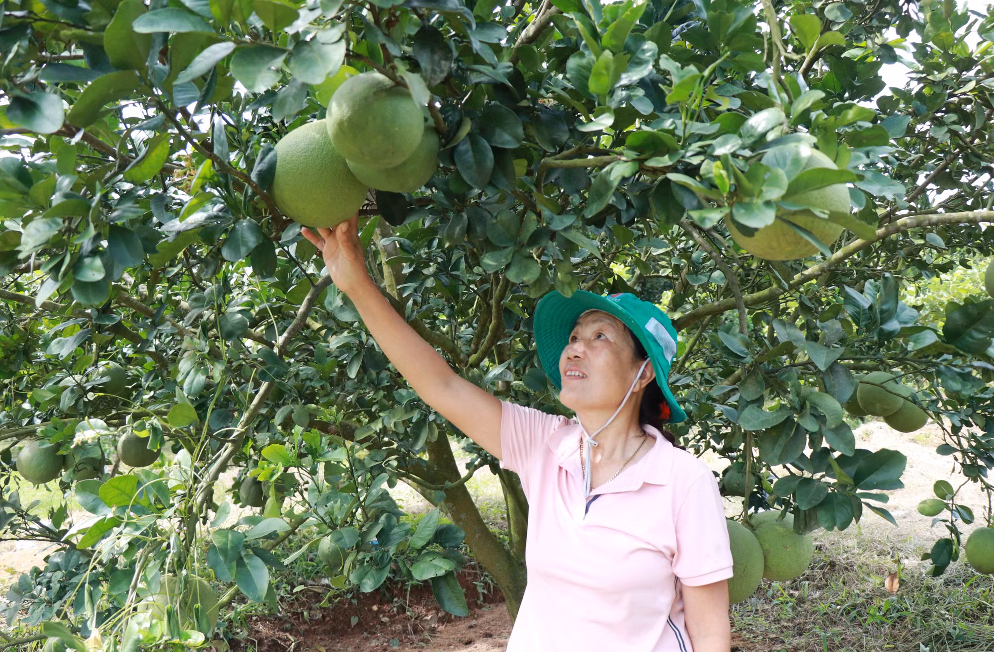 Chị Trần Kim Hoa kiểm tra vườn bưởi sản xuất theo hướng nông nghiệp hữu cơ.