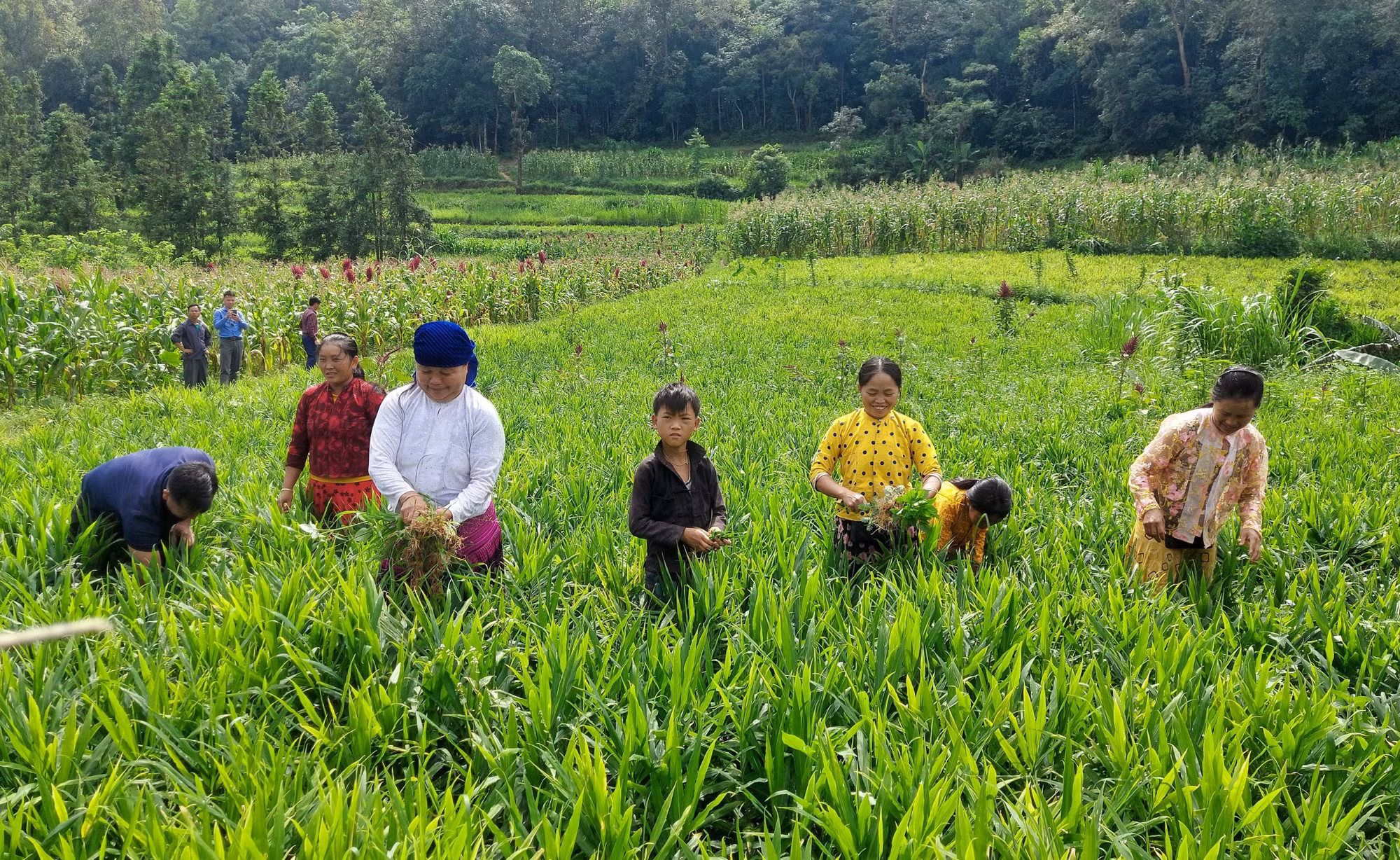 Đồng bào dân tộc Mông ở Lũng Cú (Tuyên Quang) chăm sóc vùng trồng gừng.