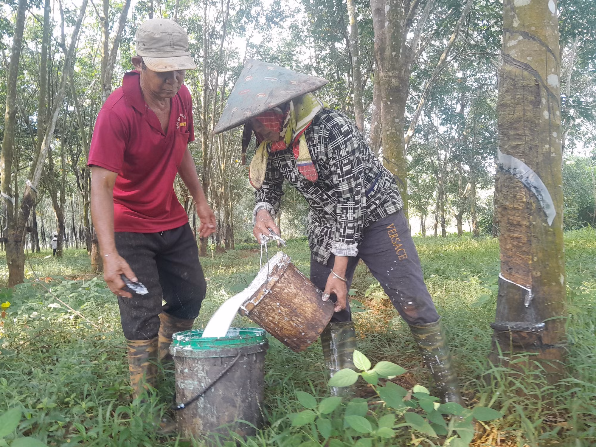 Gia đình bà Điểu Thị Ánh Dương, xã Thiện Hưng thu nhập gần 400 triệu đồng mỗi năm nhờ đa canh từ cây cao su và lúa.