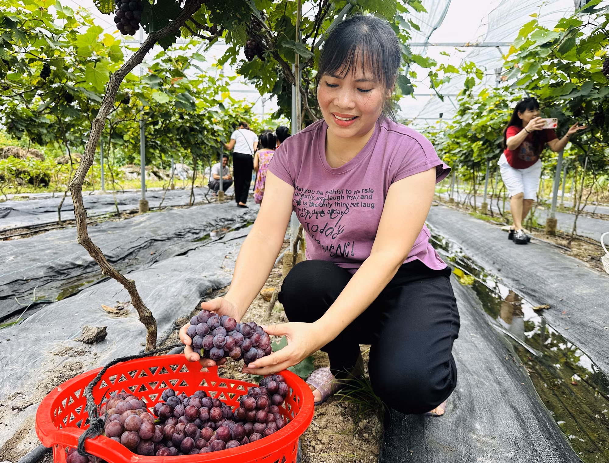 Thu hoạch nho Hạ Đen.