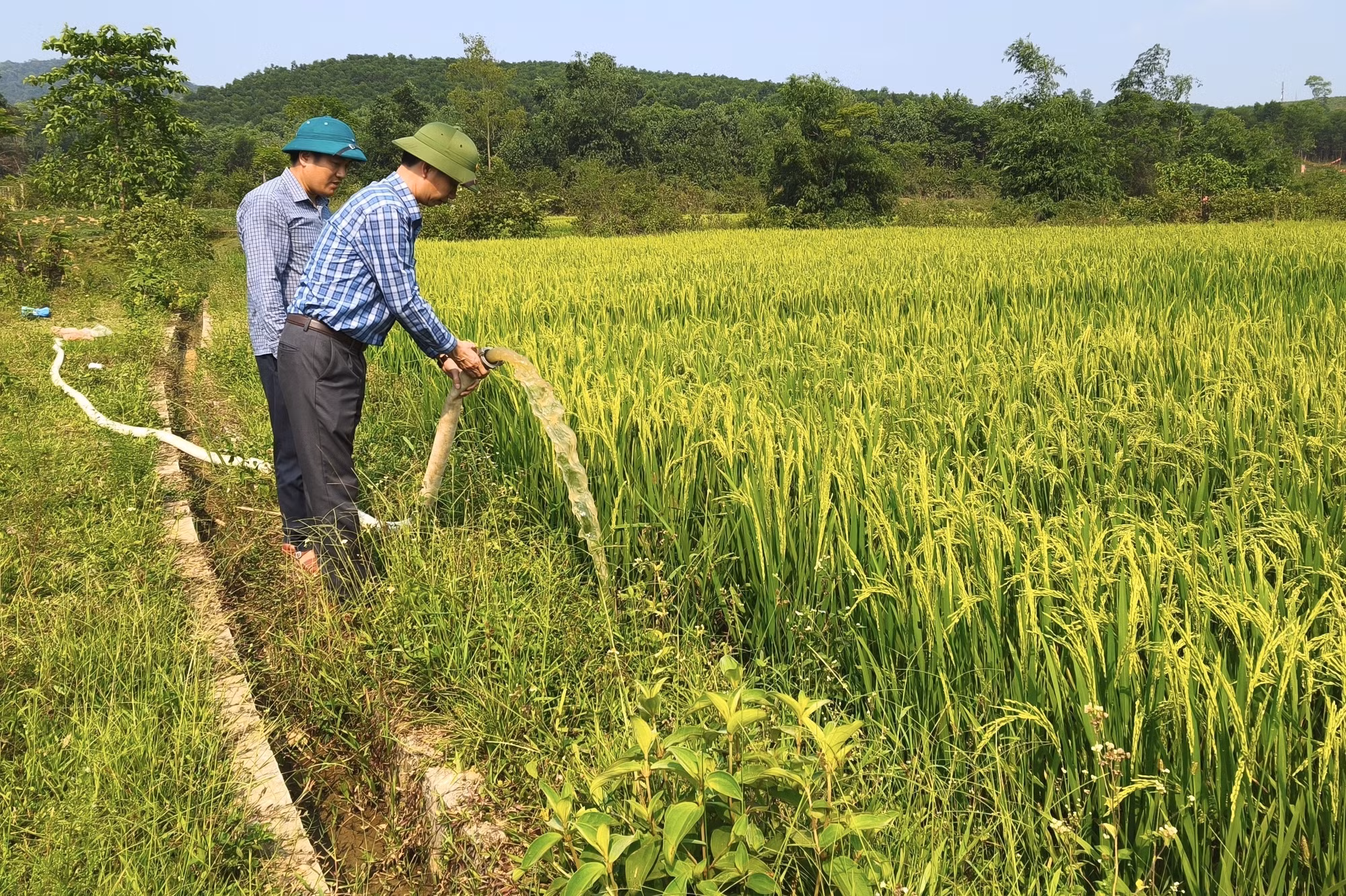 Người dân tranh thủ bơm chuyền, cứu diện tích lúa có nguy cơ khô hạn cuối vụ.