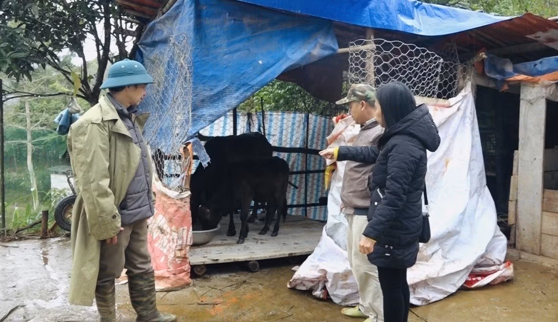 Cán bộ xã Bạch Đằng kiểm tra công tác phòng chống rét cho đàn gia súc trên địa bàn.