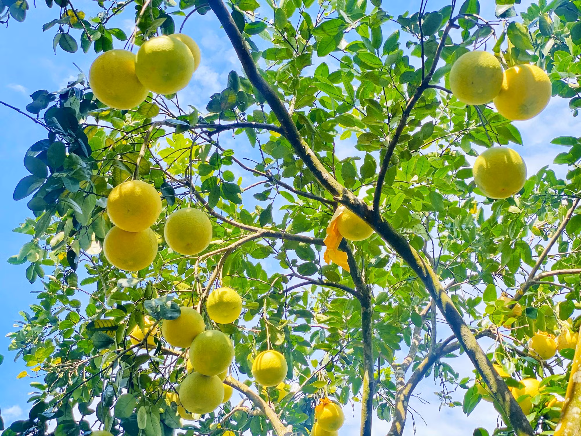 “Bưởi Phúc Trạch” là một trong những sản phẩm nông nghiệp nổi bật của Việt Nam được Liên minh châu Âu (EU) bảo hộ chỉ dẫn địa lý.