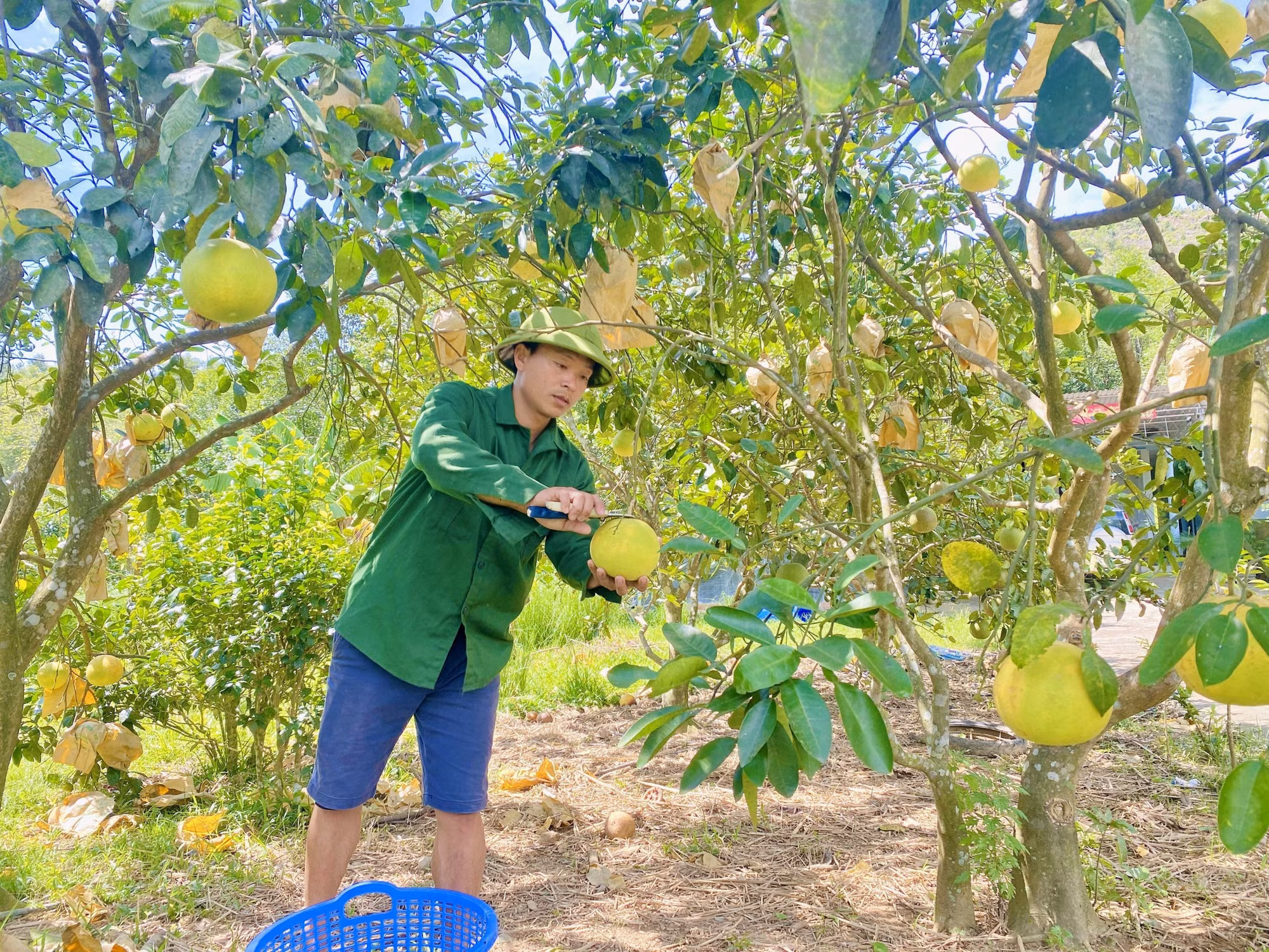 Người dân xã Phúc Trạch thu hoạch bưởi.