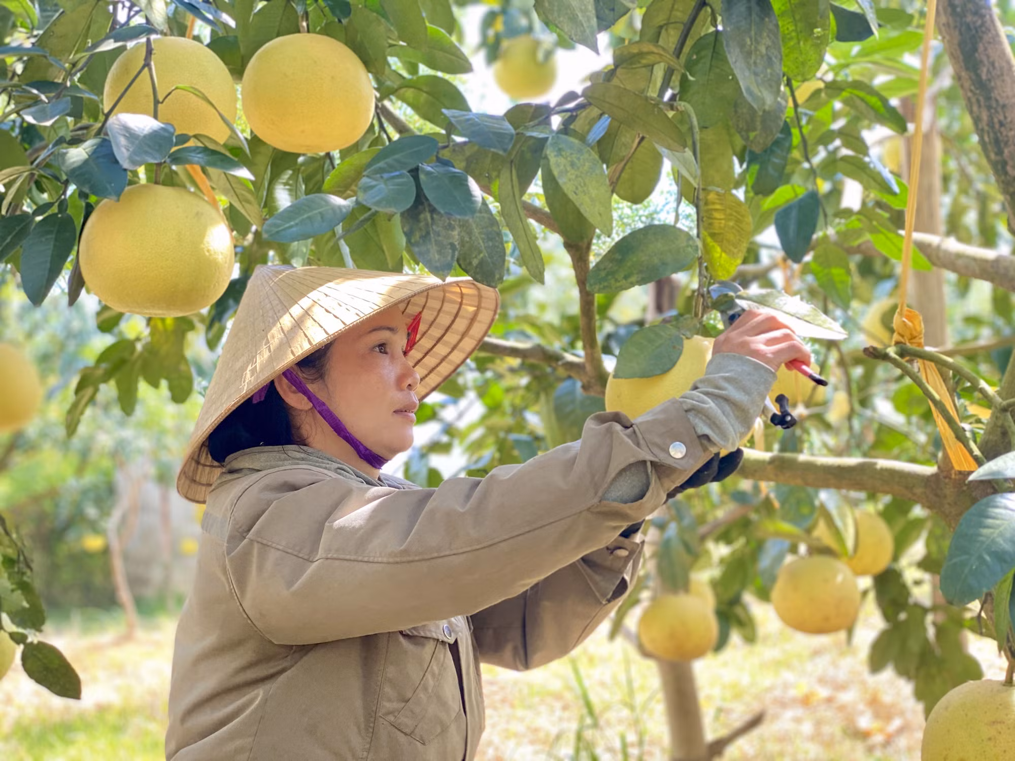 Người dân xã Phúc Trạch thu hoạch bưởi.