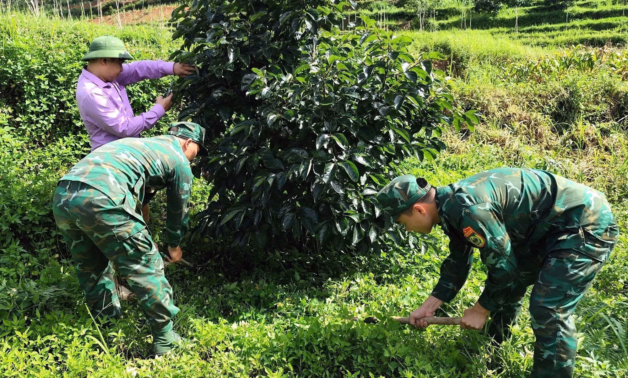 Cán bộ, chiến sĩ Đồn Biên phòng Nghĩa Thuận (tỉnh Tuyên Quang) hỗ trợ người dân chăm sóc vườn hồng không hạt - cây trồng mang lại thu nhập ổn định cho nhiều hộ dân vùng biên. Ảnh: Hoàng Chính/TTXVN phát