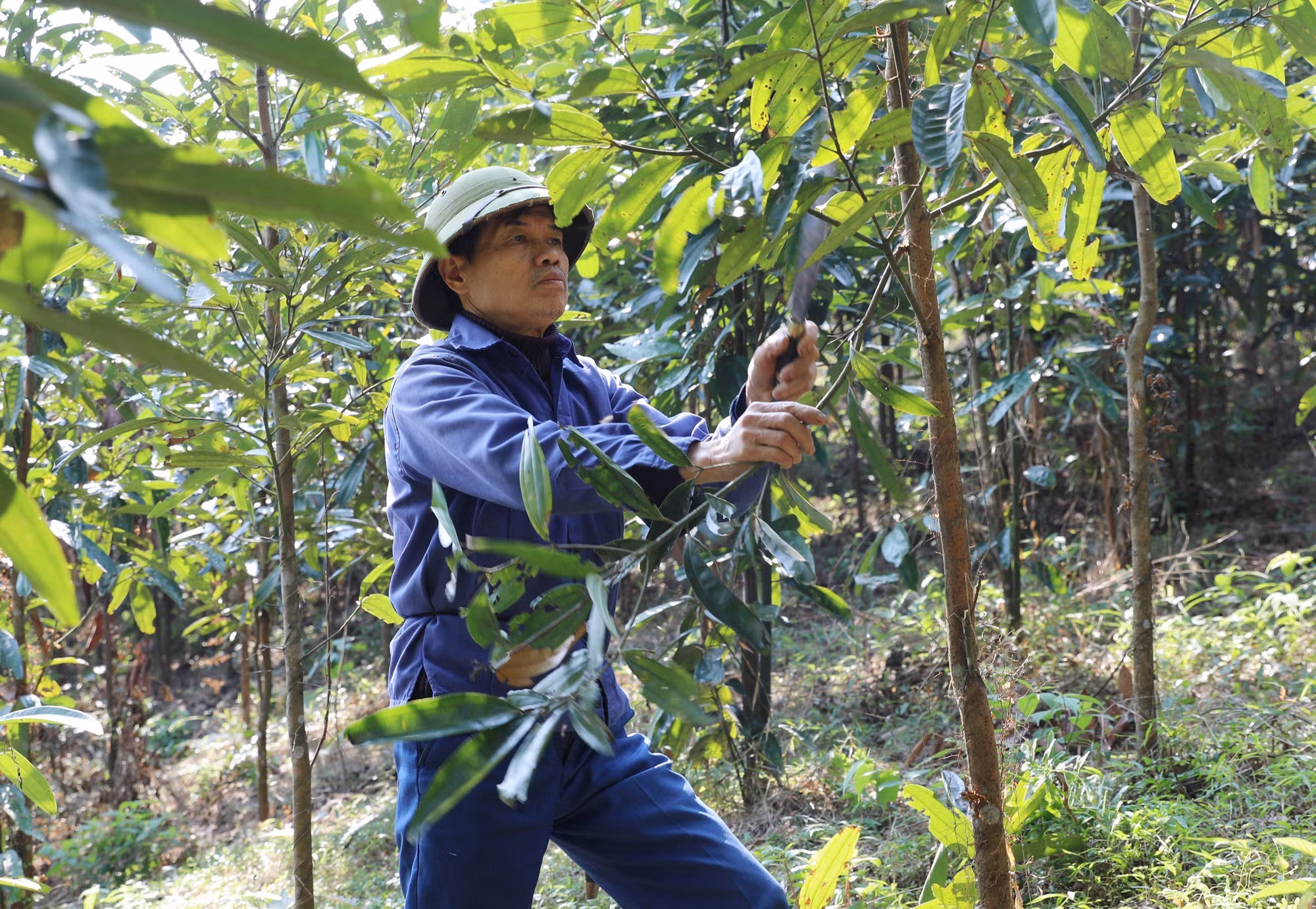 Ông Phùng Ngọc Quế, khu Dân Chủ, xã Thượng Long (Phú Thọ) tỉa thưa cành, lá để phát triển thân cây quế.