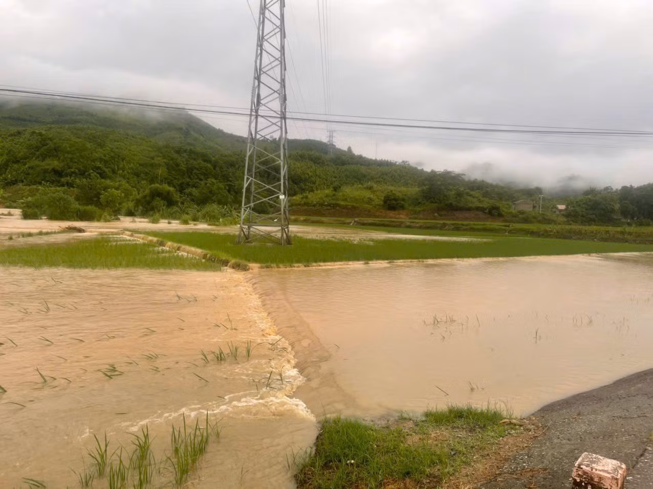 Ước tính khoảng 38,46 ha lúa, cây lâu năm, thủy sản tại xã Thượng Hà bị thiệt hại do mưa, ngập. Ảnh: TTXVN phát
