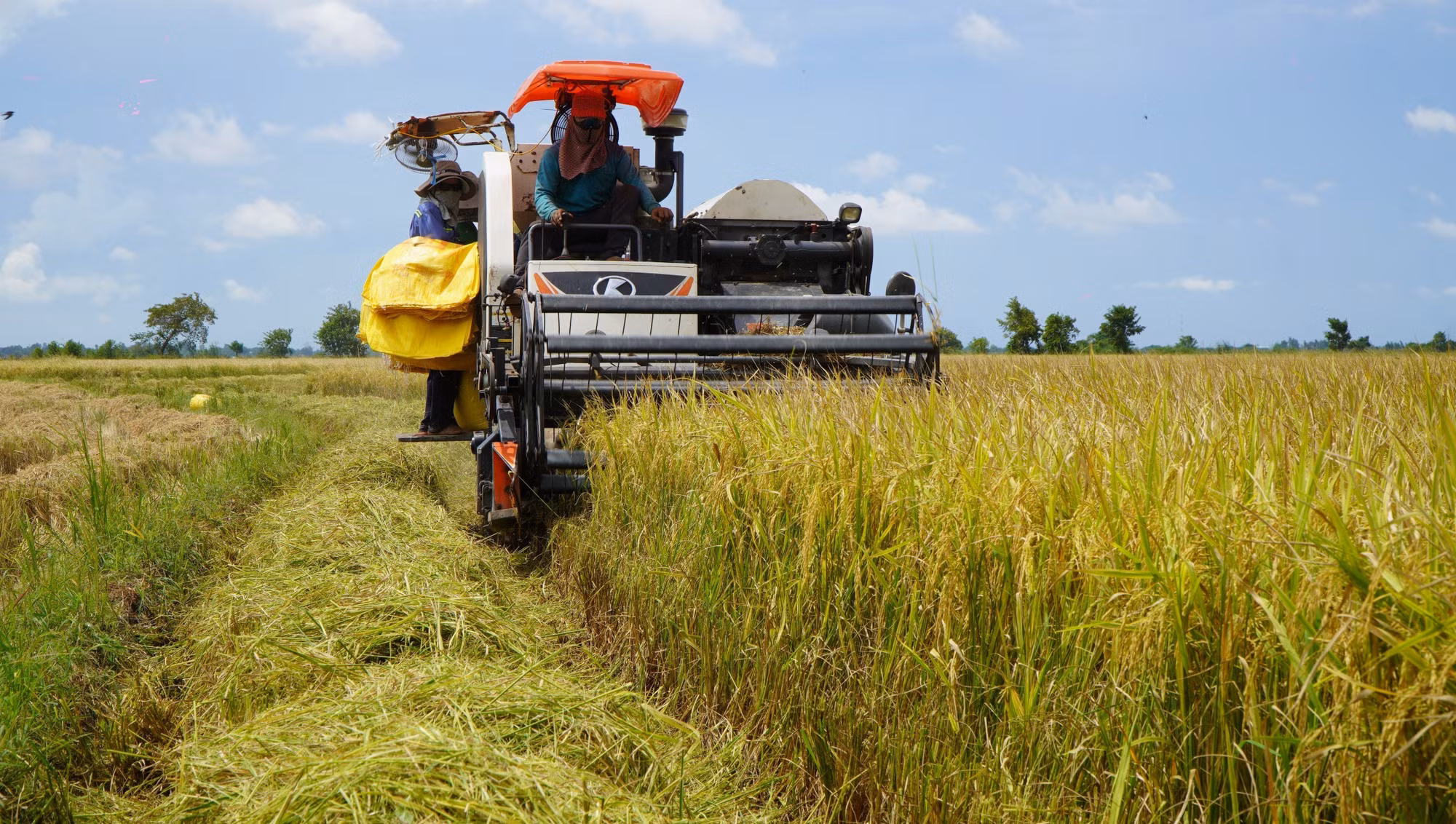 Máy gặt đập liên hợp thu hoạch lúa tại cánh đồng thuộc phường Thường Lạc, tỉnh Đồng Tháp.