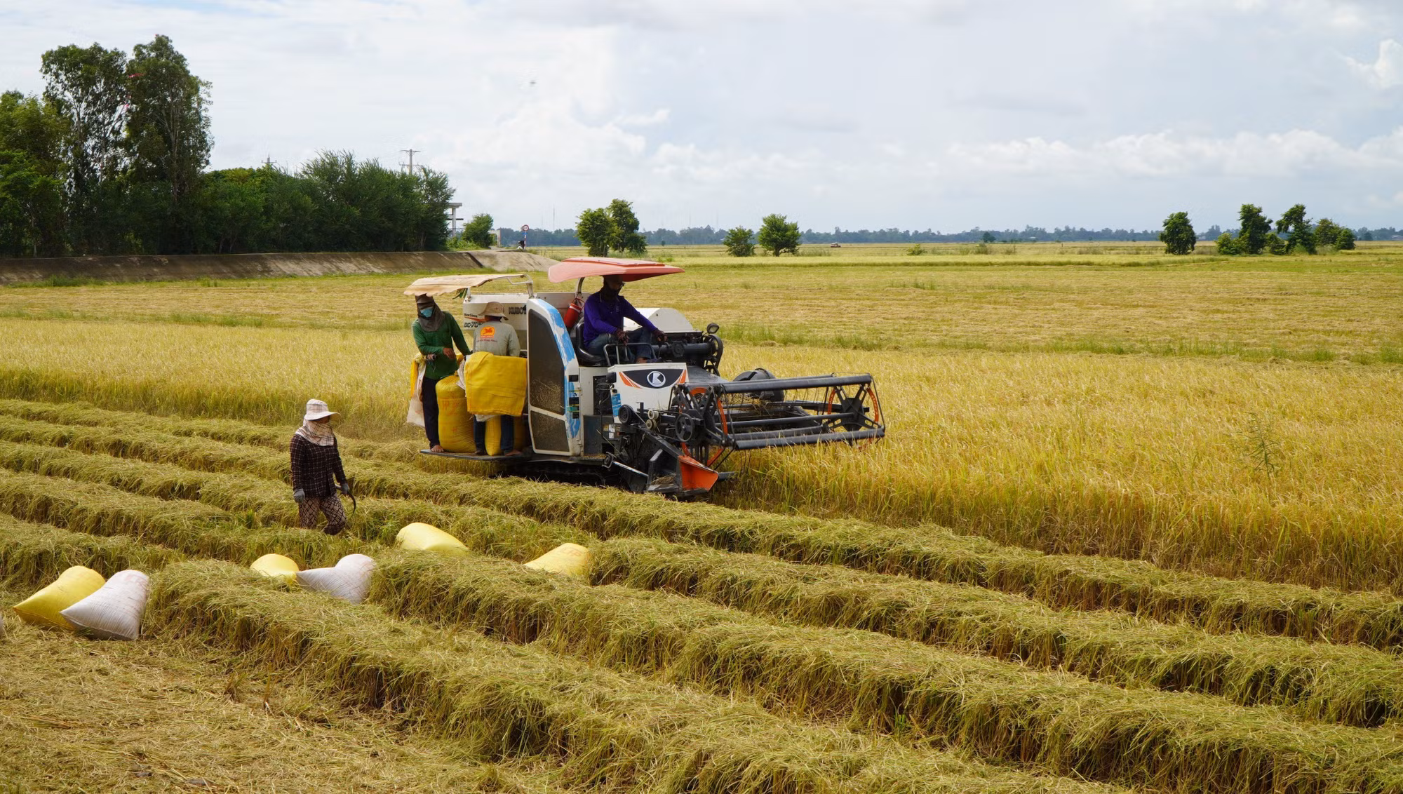 Nông dân vùng đầu nguồn tỉnh Đồng Tháp tranh thủ thu hoạch vụ lúa Hè thu để đón mùa nước nổi.