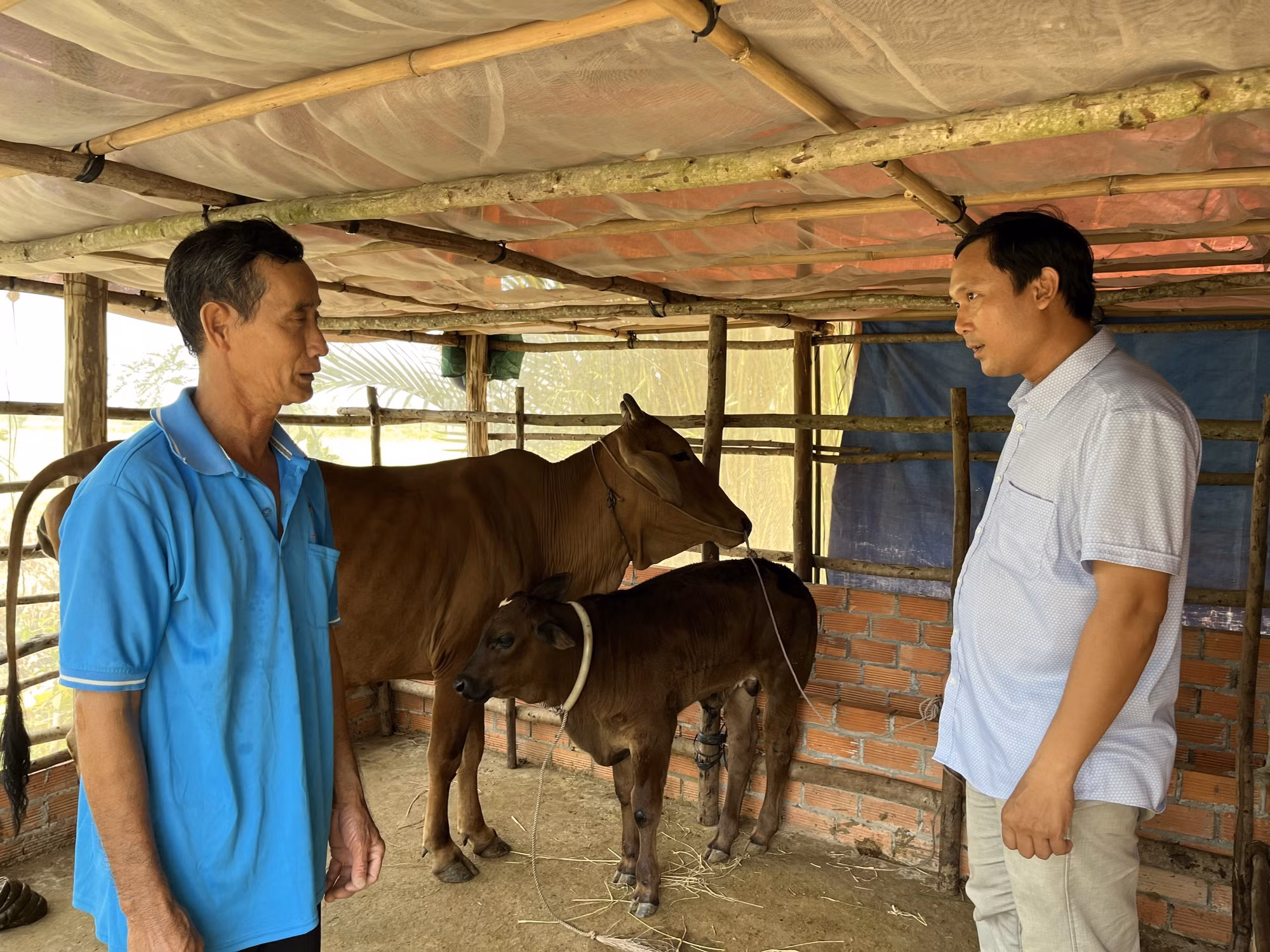 Cán bộ xã Bình Hoà Nam (phải) hỗ trợ hộ ông Võ Văn Mười sau khi được tặng bò đạt hiệu quả cao.