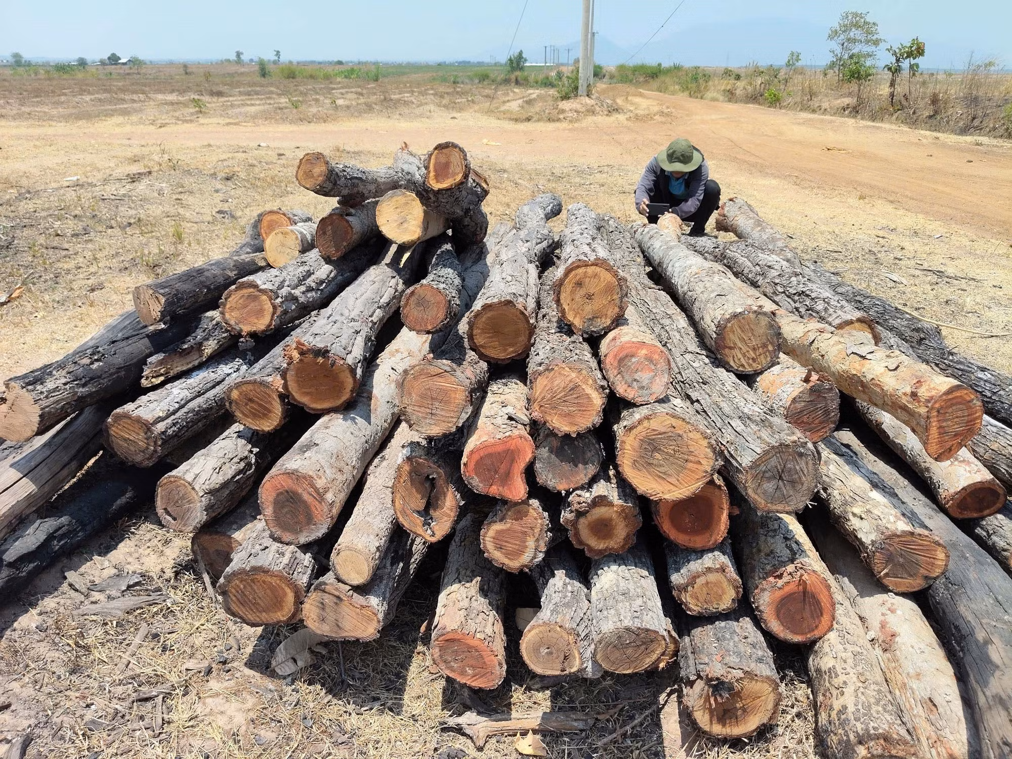 Số gỗ, củi rừng được cắt khúc, xếp đống tại khu vực rừng giáp ranh giữa xã Ia Lâu và xã Ia Le, tỉnh Gia Lai.