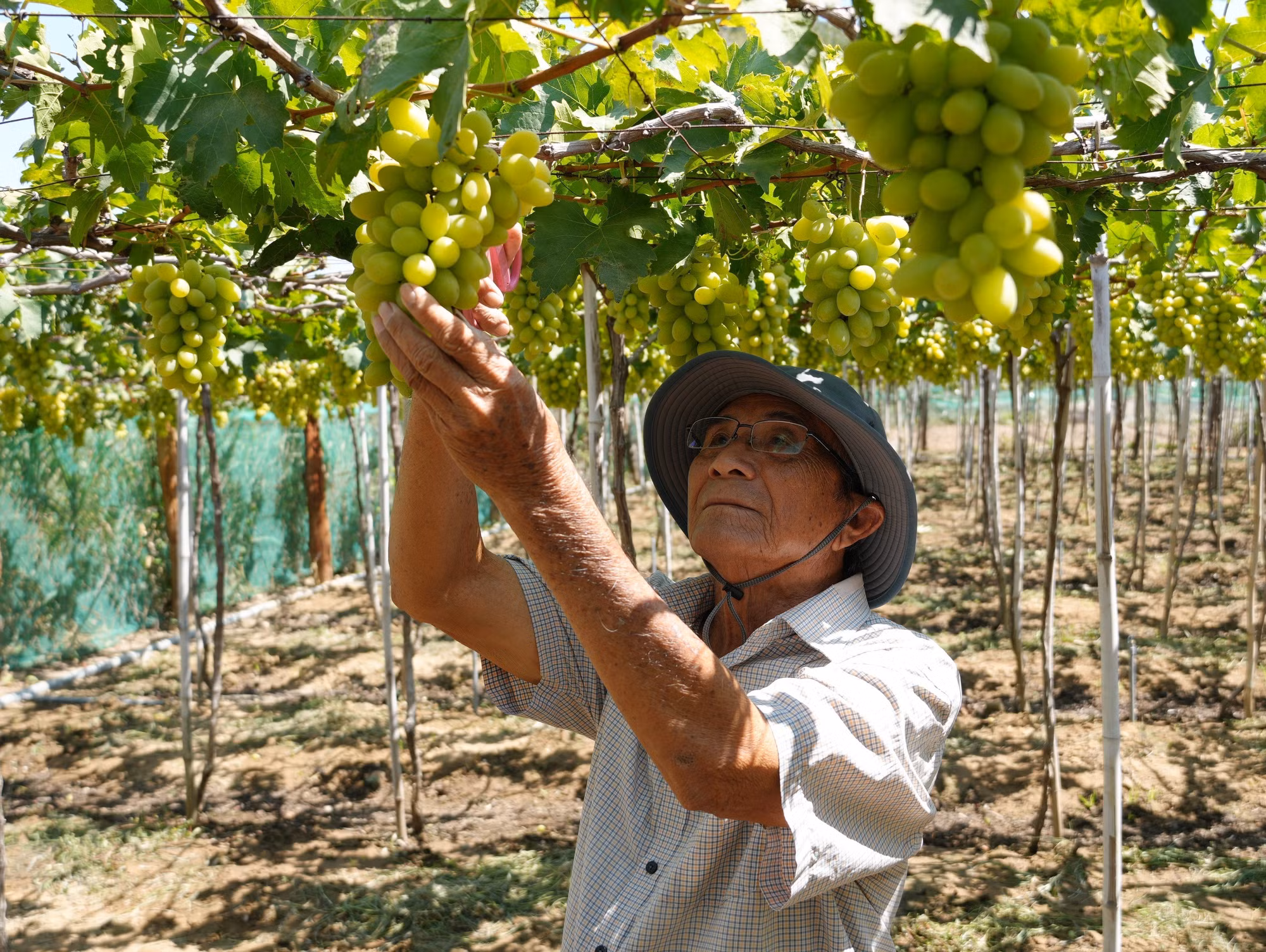 Ông Nguyễn Văn Mọi (xã Ninh Phước, Khánh Hòa) chăm sóc vườn nho xanh NH01-48 đạt tiêu chuẩn VietGAP.