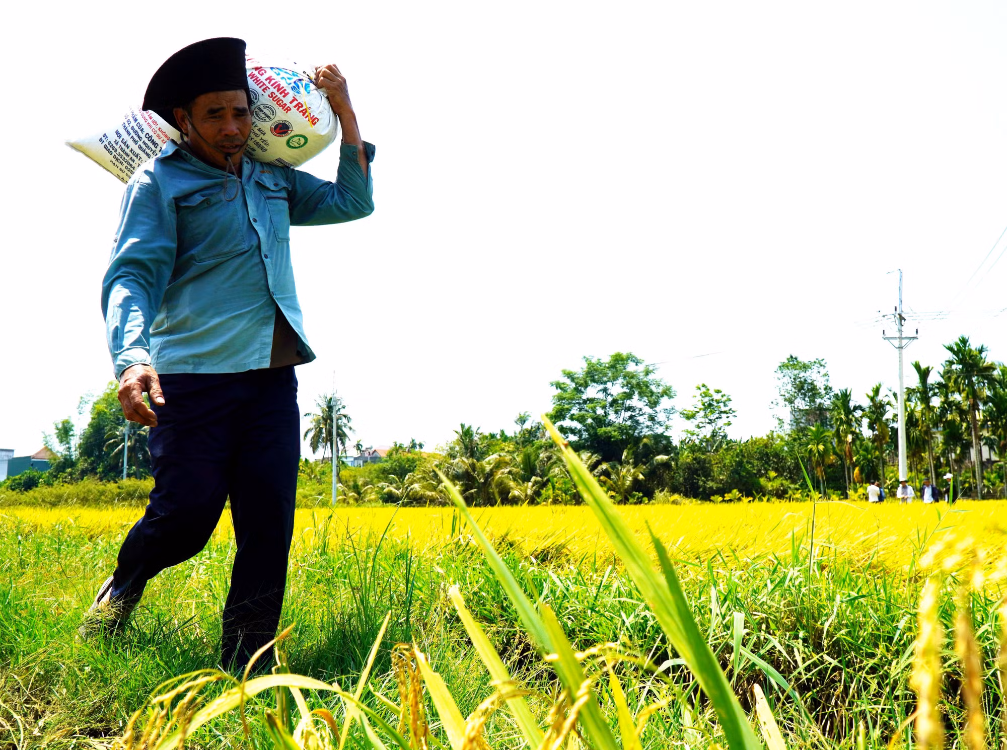 Nông dân vận chuyển lúa về nhà.