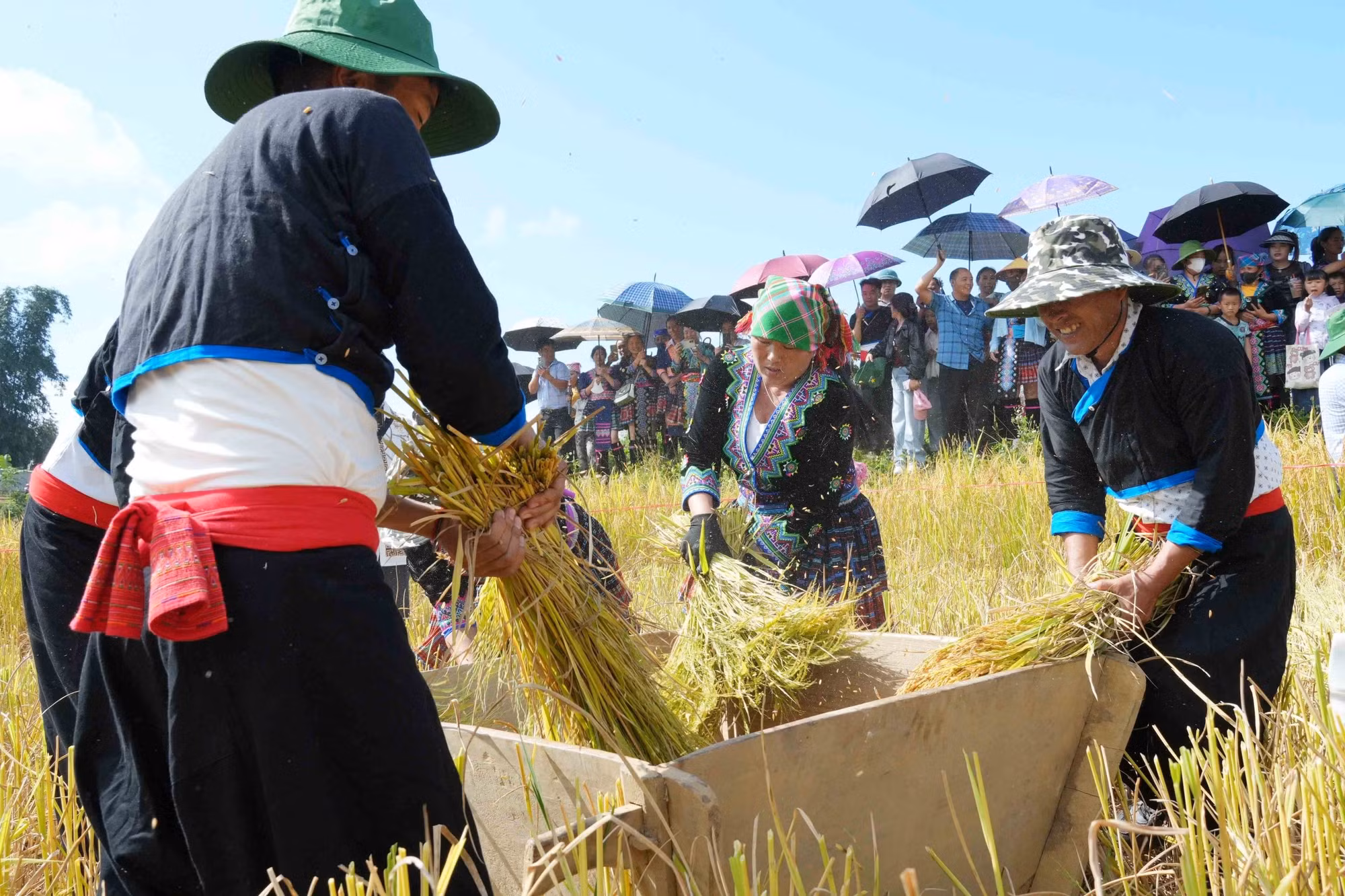 Đập lúa thủ công của người Mông tại ngày hội.