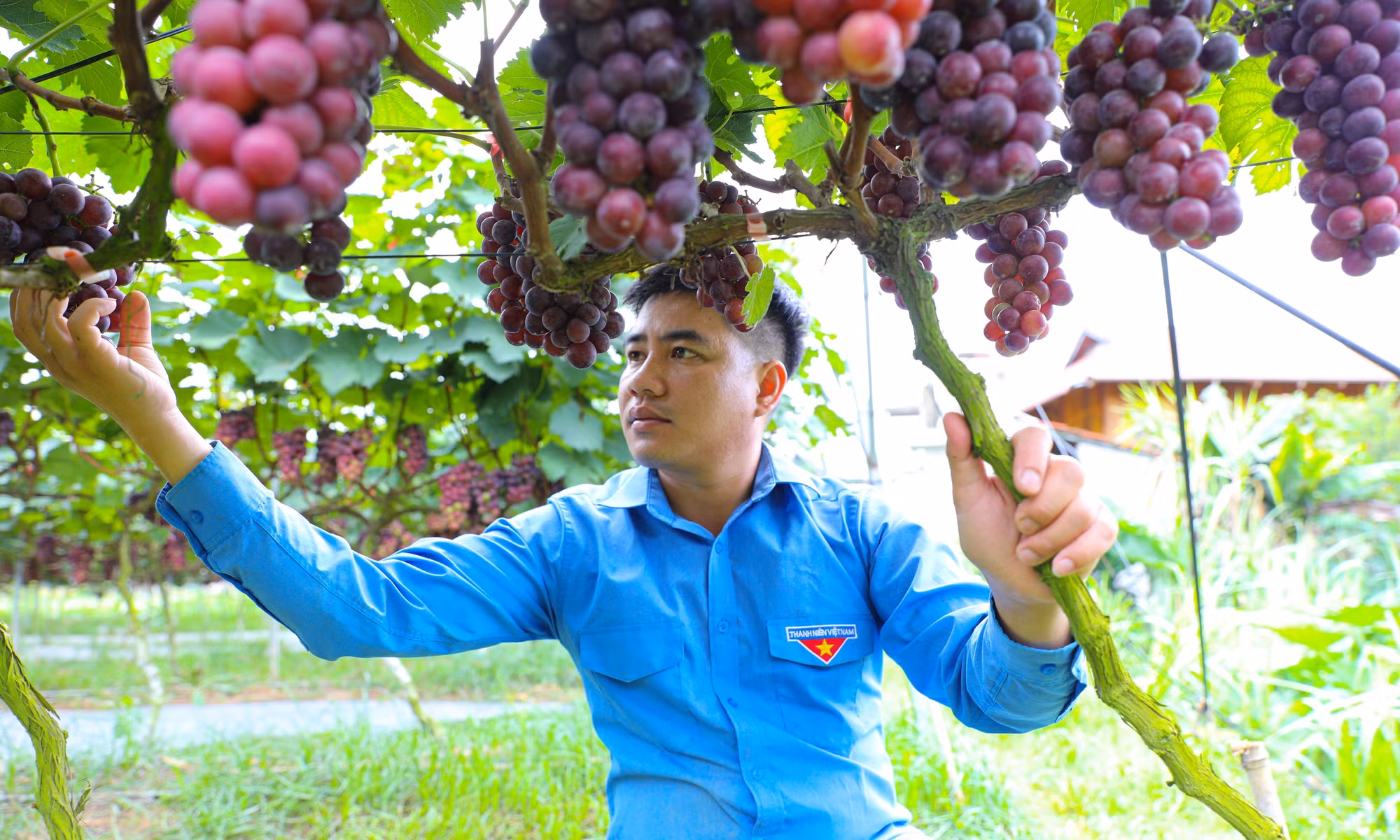 Anh Lường Văn Thành chăm sóc vườn nho Hạ Đen.