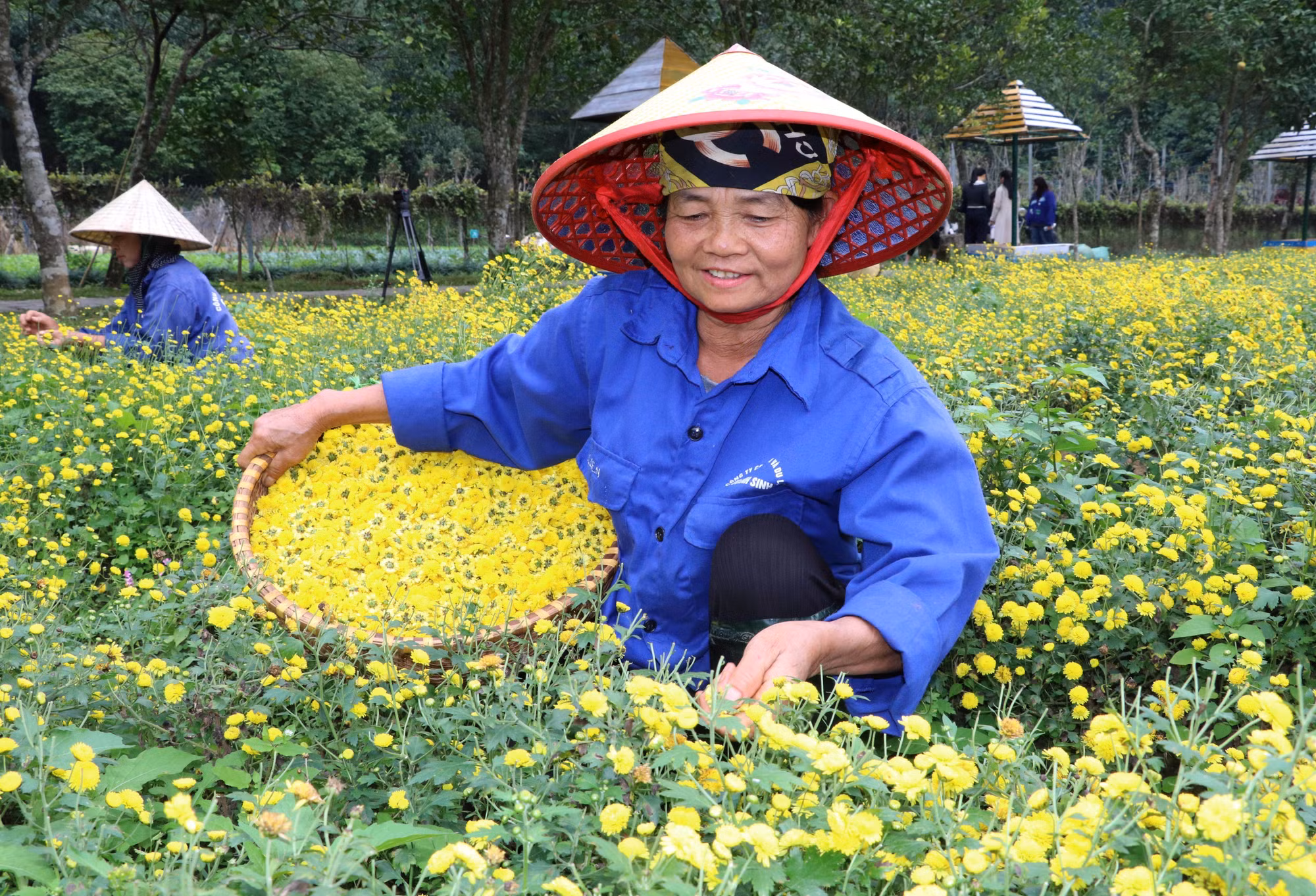 dao-hoa-01042026-06.jpg