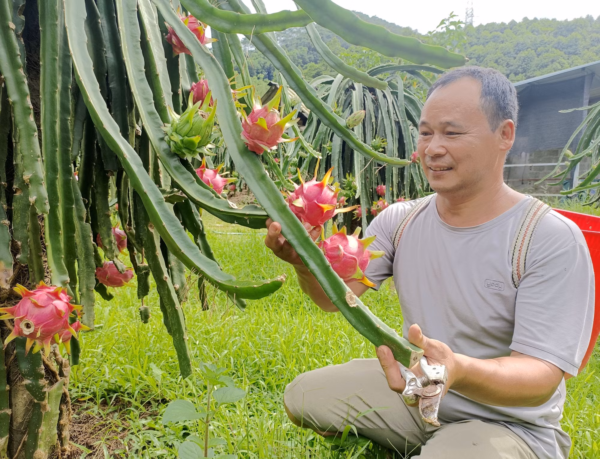 Ông Thèn Văn Sồ, dân tộc Mông (thôn Lũng Buông, xã Thuận Hòa, tỉnh Tuyên Quang) chăm sóc vườn thanh long của gia đình.
