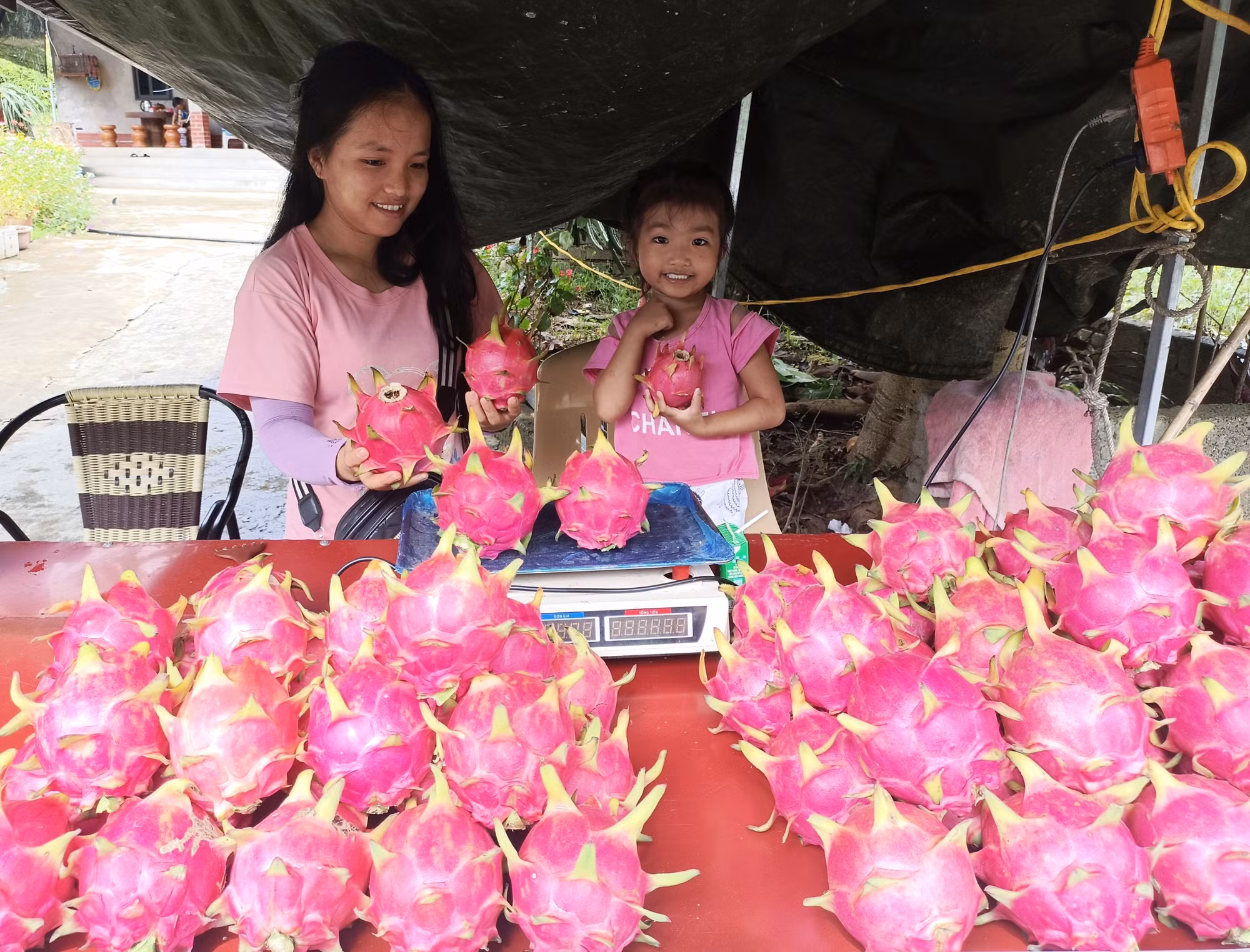 Con cháu ông Thèn Văn Sồ, dân tộc Mông (thôn Lũng Buông, xã Thuận Hòa, Tuyên Quang) bày bán thanh long.