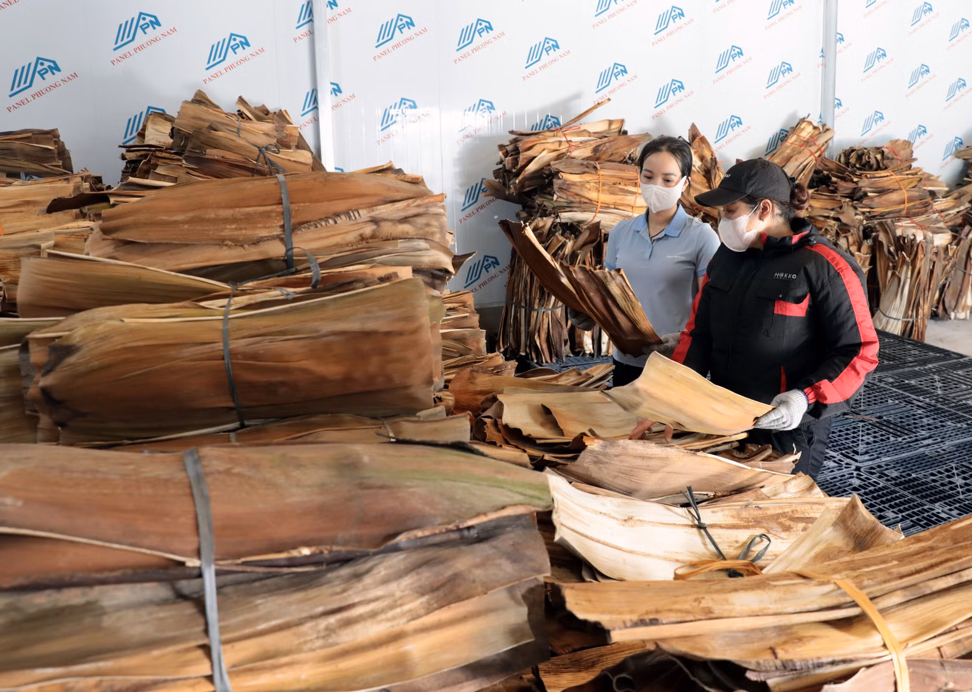 Những bẹ mo cau khô đạt chuẩn được tập kết và phân loại cẩn thận để tạo nên các sản phẩm sinh học chất lượng cao.