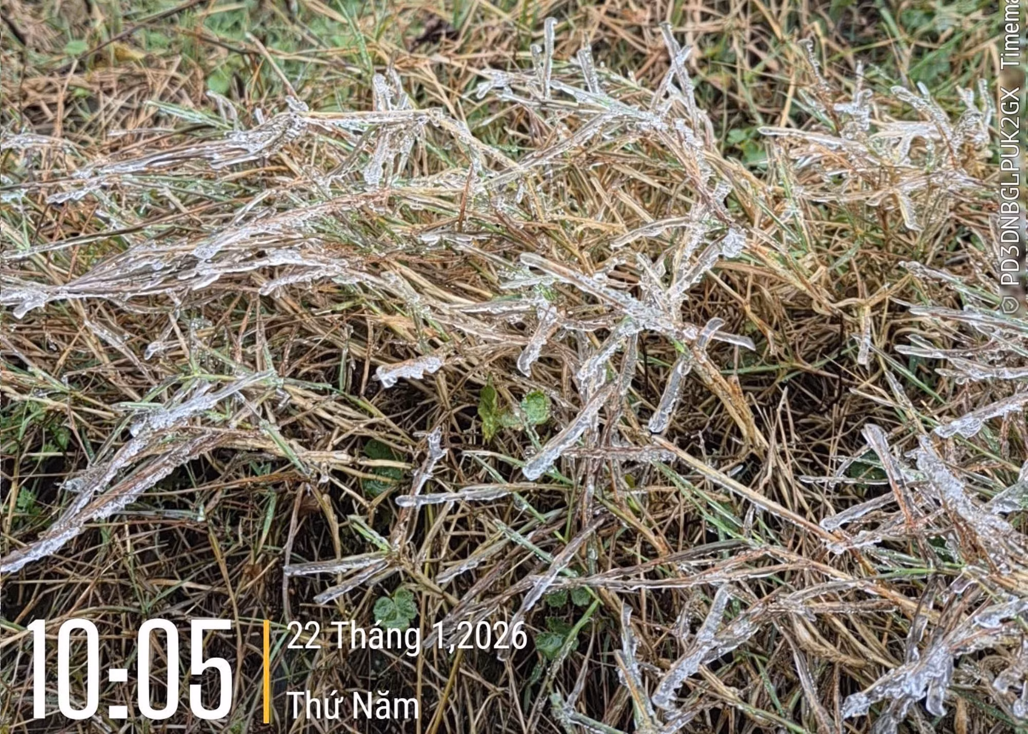 Sáng 22/1/2026, nhiệt độ tại Mẫu Sơn, tỉnh Lạng Sơn đo được ở mức 0.2 độ C và đã bắt đầu xuất hiện hiện tượng băng giá. Ảnh: TTXVN phát