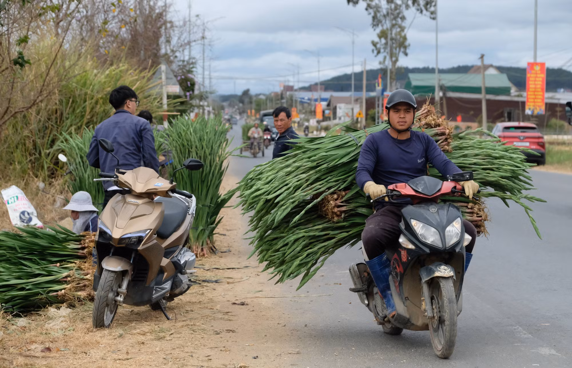 Nhà vườn chở hoa lay ơn đến các vựa thu mua để đóng gói, chuyển lên xe tải, chở đi tiêu thụ tại các tỉnh.