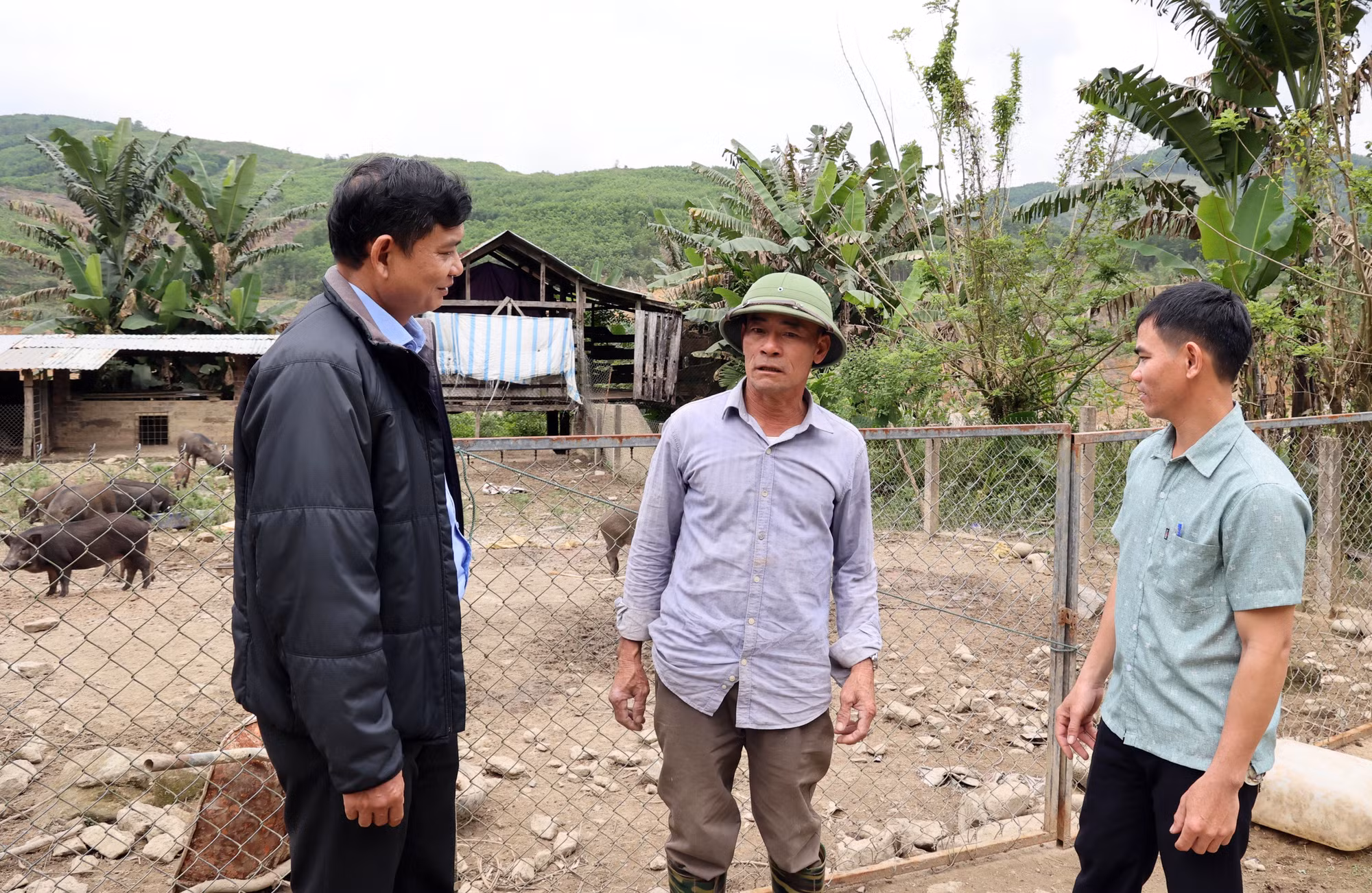 Ông Võ Bàng (giữa) cùng lãnh đạo Đảng ủy xã miền núi Trà tân, thành phố Đà Nẵng trao đổi kinh nghiệp nuôi heo rừng lai. Ảnh: Trần Tĩnh - TTXVN