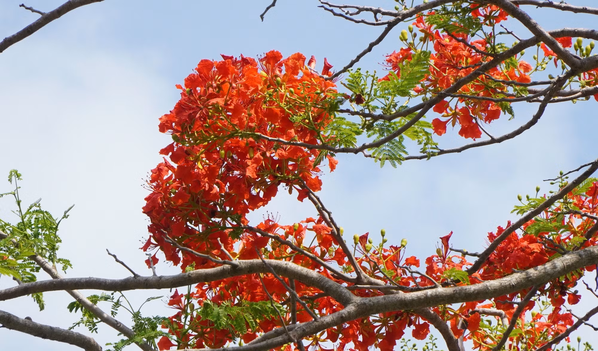 hoaphuongdo-13052026-04.jpg