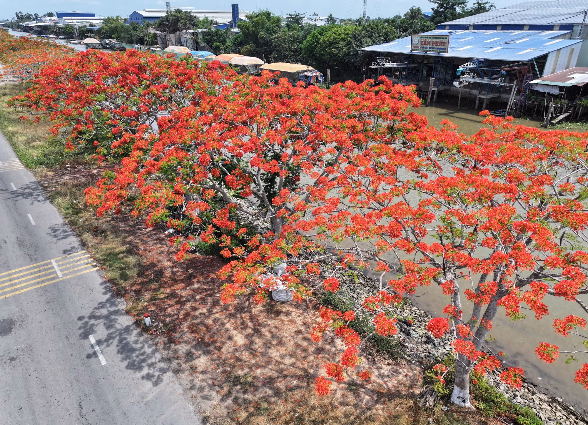 Đường hoa phượng đỏ rực rỡ bên bờ kênh xáng Lấp Vò (Đồng Tháp).