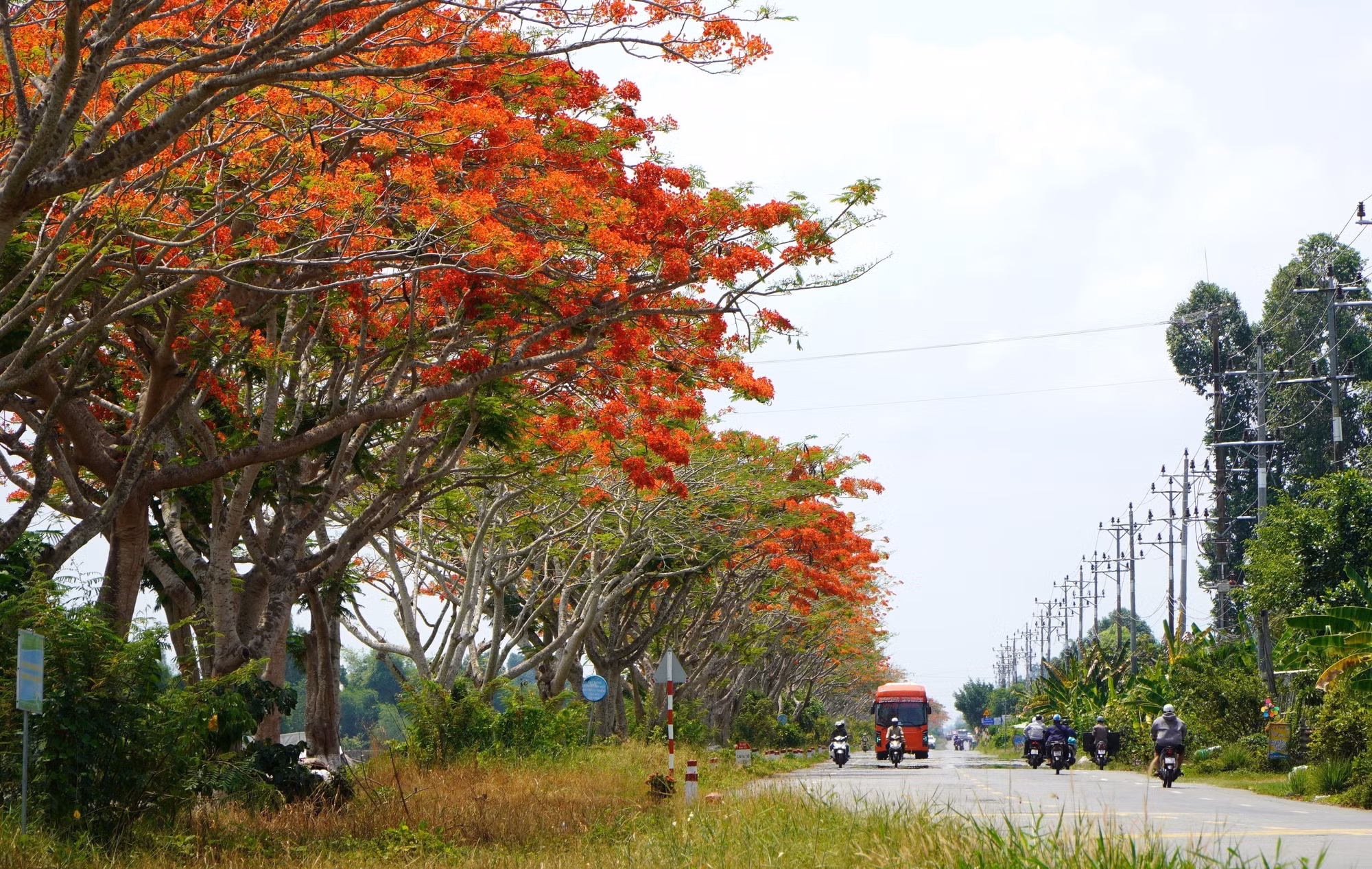 Con đường hoa phượng ở xã Lấp Vò, tỉnh Đồng Tháp.