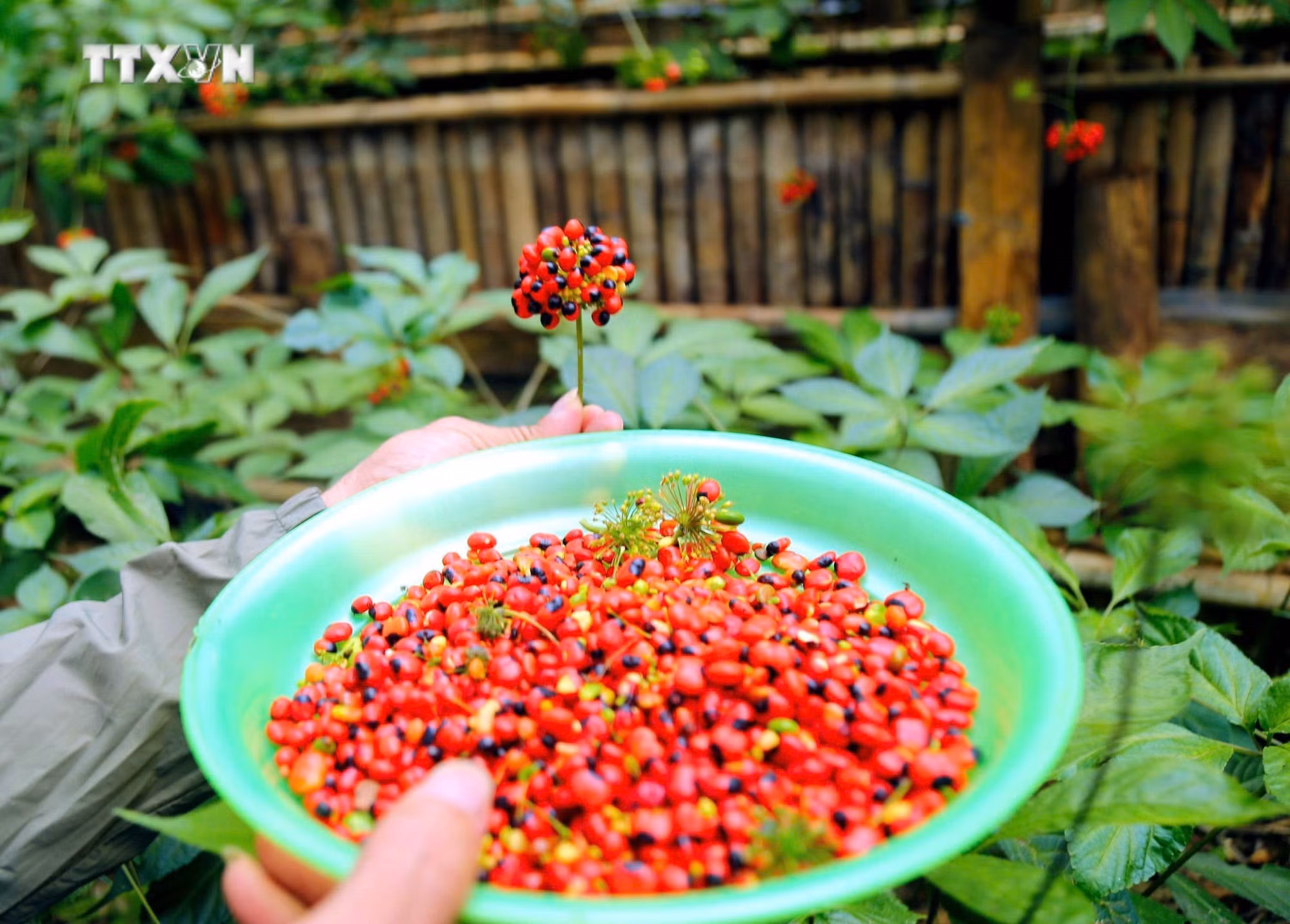 Hoa sâm Ngọc Linh chín đỏ đến mùa thu hoạch.