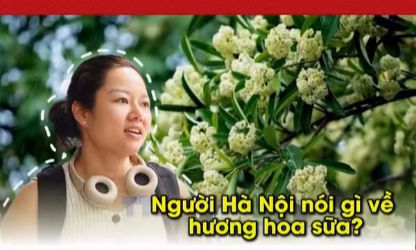 Người Hà Nội nói gì về hương hoa sữa?