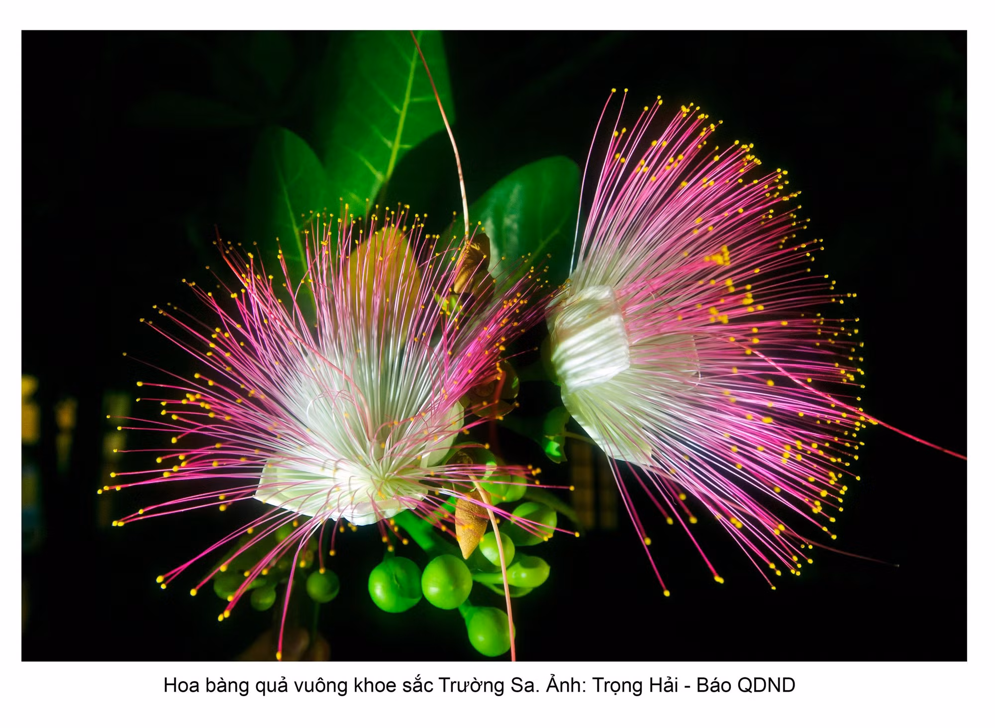 hoa-bang-qua-vuong-khoe-sac-truong-sa-dinh-trong-hai-bao-qdnd.jpg