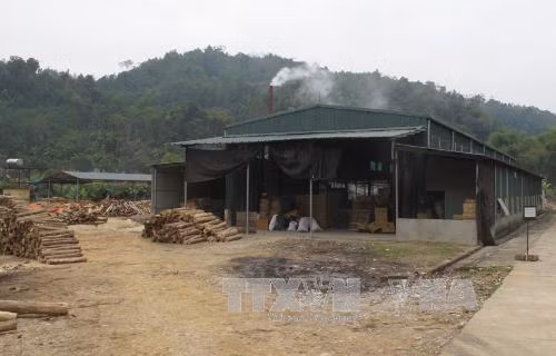 Sản xuất đũa gỗ gây ô nhiễm môi trường ảnh 1
