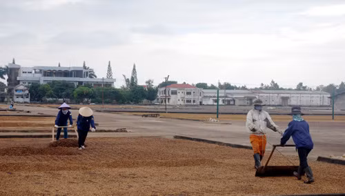 Công ty cà phê Thắng Lợi khoán gọn vườn cà phê cho hộ nông trường ảnh 7