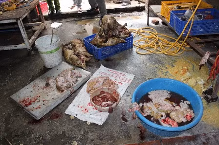 “Lò mổ” động vật hoang dã giữa lòng Hà Nội ảnh 5