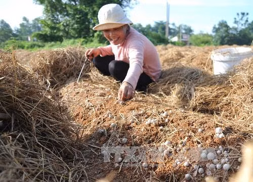 Đồng Nai cần xây dựng một nền nông nghiệp bền vững ảnh 1