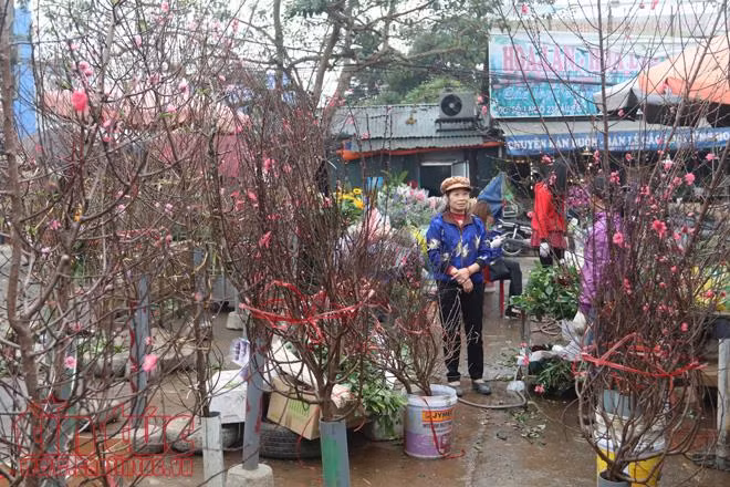 Đào Nhật Tân khoe sắc, hút người chơi Tết sớm ảnh 1