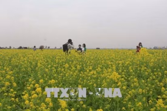 Cánh đồng hoa cải tại Thanh Hóa thu hút đông du khách ảnh 5