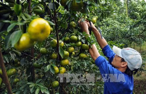 Đồng Tháp: Hơn 2.000 ha quýt hồng và quýt đường phục vụ tết Mậu Tuất ảnh 1