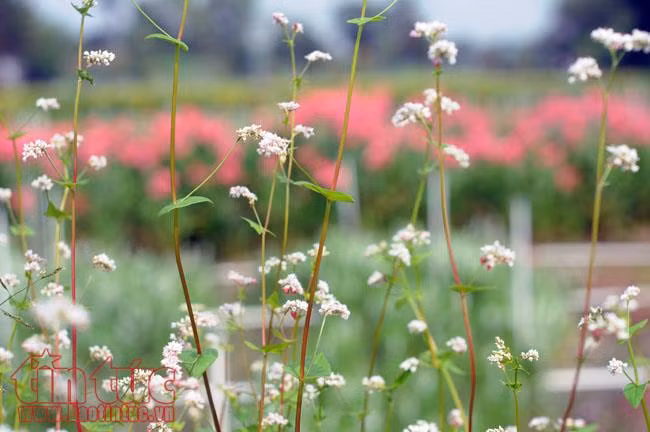 Mục sở thị vườn hoa tam giác mạch ngay giữa Sài Gòn ảnh 8