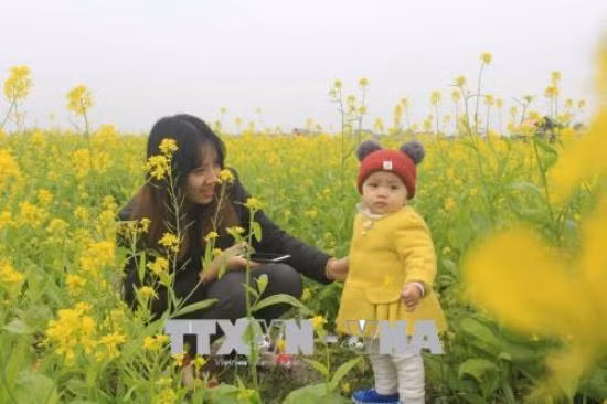 Cánh đồng hoa cải tại Thanh Hóa thu hút đông du khách ảnh 3