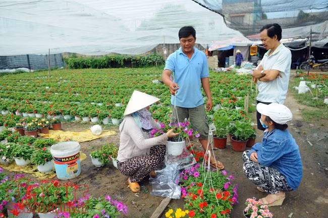Ngàn hoa chớm nụ, khoe sắc trên cánh đồng hoa Tết ảnh 14