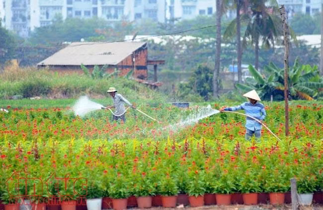 Ngàn hoa chớm nụ, khoe sắc trên cánh đồng hoa Tết ảnh 2