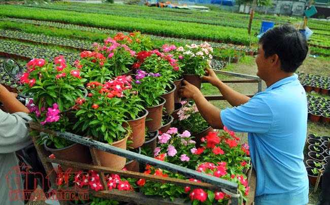 Ngàn hoa chớm nụ, khoe sắc trên cánh đồng hoa Tết ảnh 11