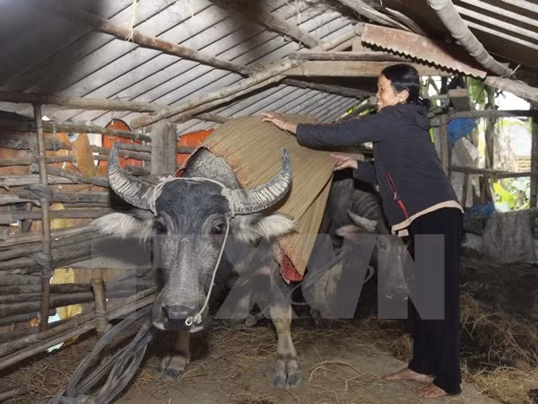 Một số trâu già ở vùng núi cao bị chết vì rét ảnh 1