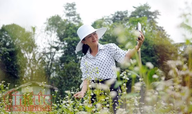 Mục sở thị vườn hoa tam giác mạch ngay giữa Sài Gòn ảnh 4