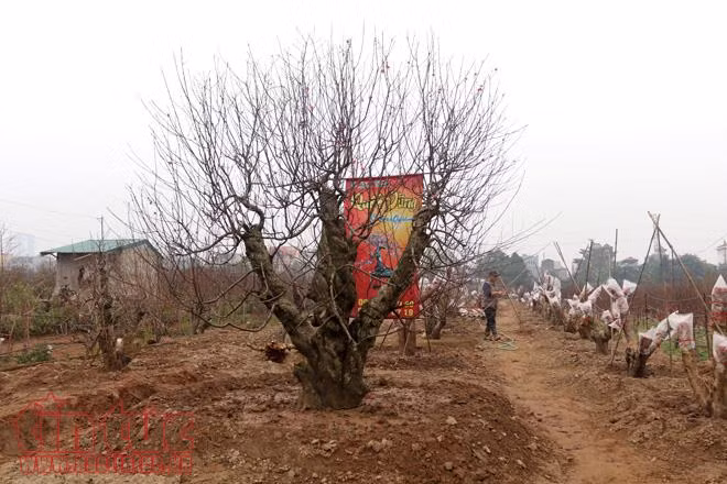 Đào Nhật Tân hứa hẹn được mùa ảnh 2