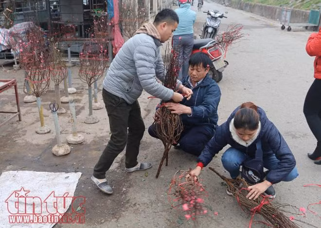 Đào Nhật Tân khoe sắc, hút người chơi Tết sớm ảnh 5